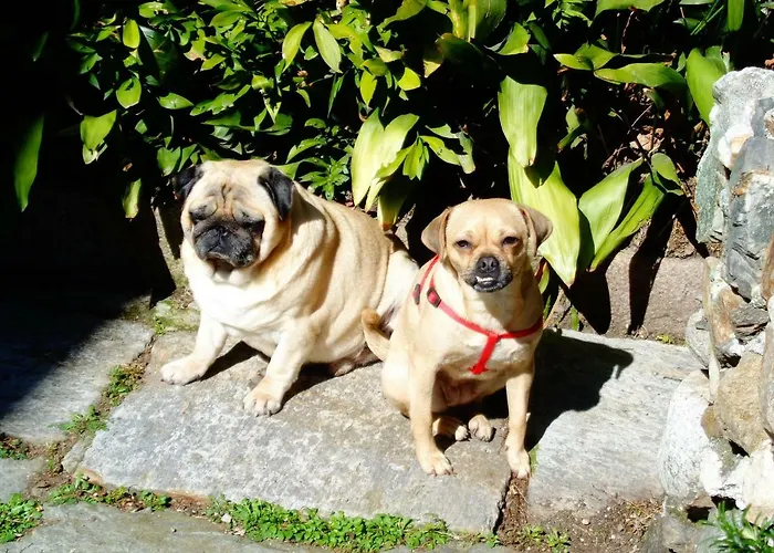 La Ca' Vegia Дом отдыха Стреза